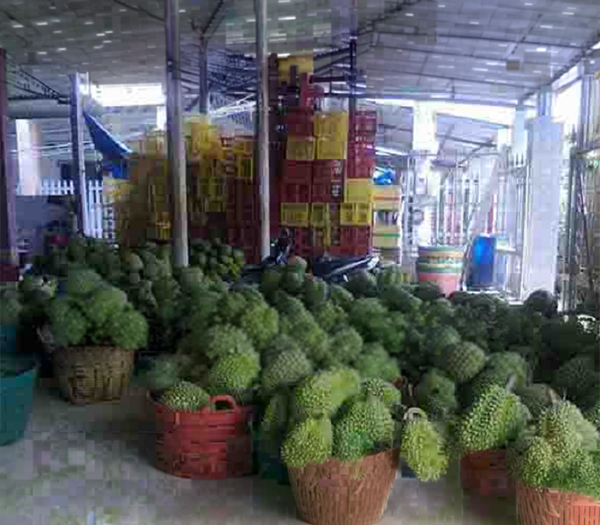 Kho lạnh bảo quản sầu riêng